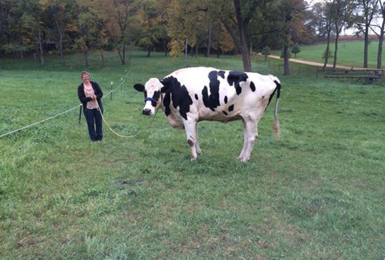 Najviša krava na svijetu upisana u Guinnessovu knjigu rekorda