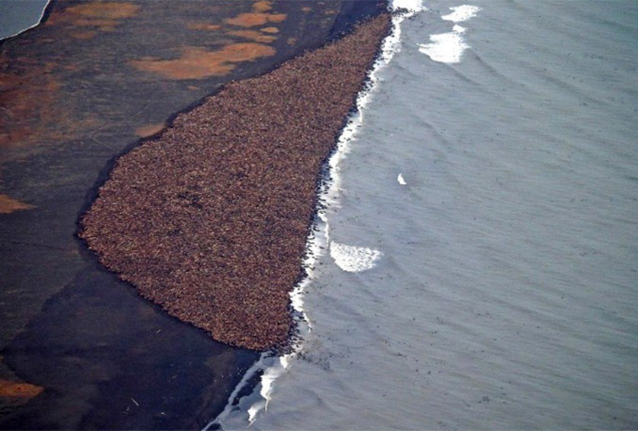Ugroženi: Oko 35 tisuća morževa se nasukalo na obalu
