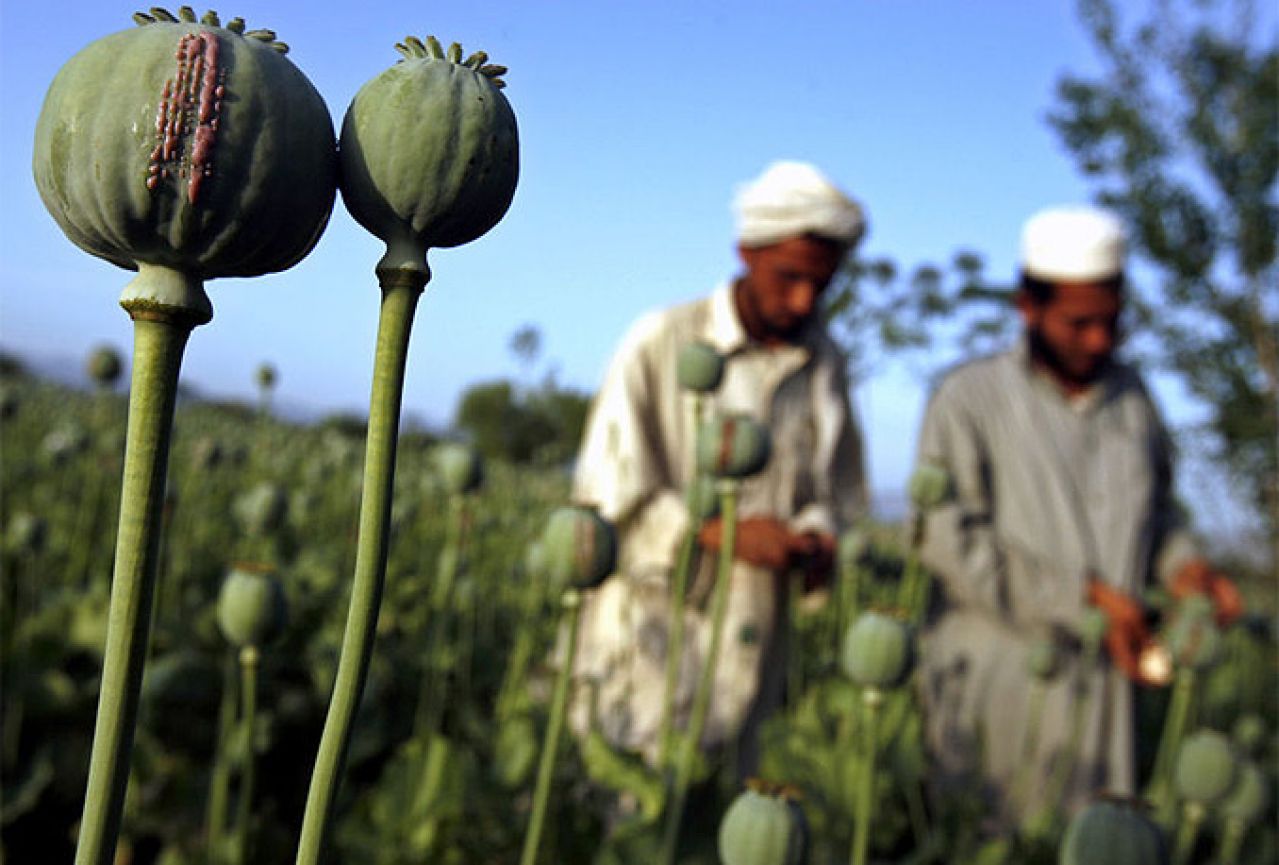Afganistan obara rekorde: Uzgojili opijumski mak na nezapamćenih 209.000 hektara