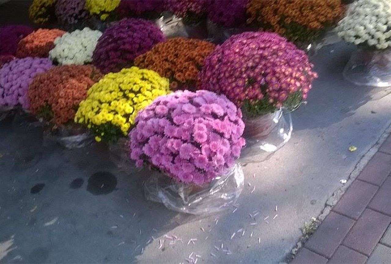 Cvijeće za Dušni dan: Trgovački lanci obaraju cijene uličnim prodavačima
