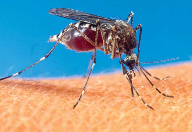 Znate li zašto svrbi ubod komarca?