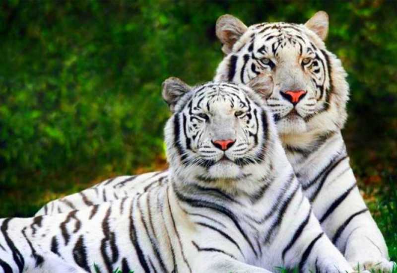 Sarajevo kupuje Bengalskog tigra za 10.000 KM 