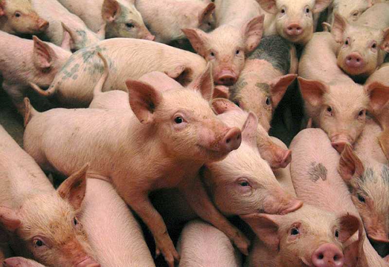 Razmjeri štete ogromni: U požaru stradalo i do 10.000 svinja