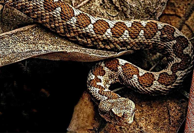 Otrovom brazilske zmije u borbu protiv covida-19?