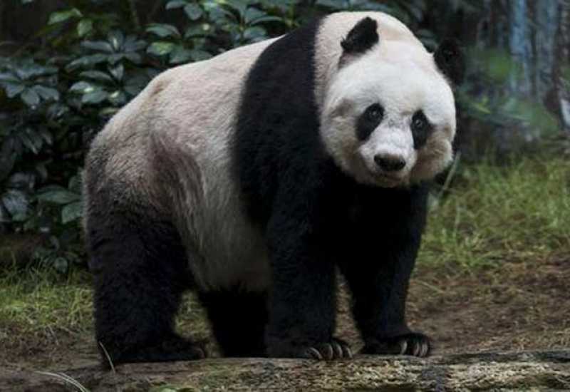 Jedine velike pande u Britaniji nakon 12 godina vraćene u Kinu