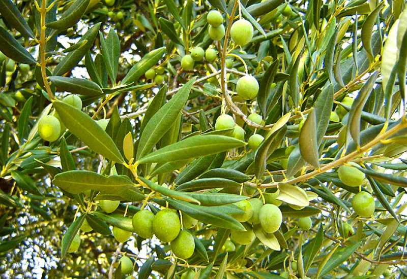 Hercegovina proizvodi izuzetno kvalitetno maslinovo ulje