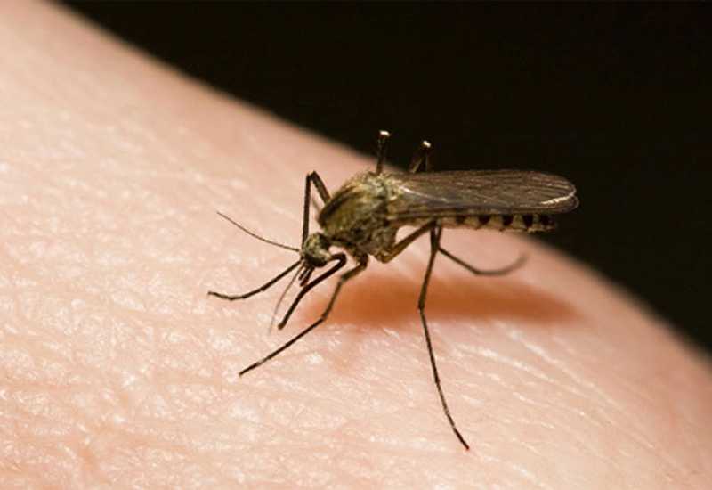  - 7 razloga zašto ste magnet za komarce