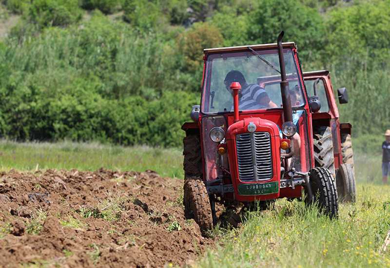 Poljoprivredni debakl u Čapljini: Neko povrće nije se isplatilo ni brati
