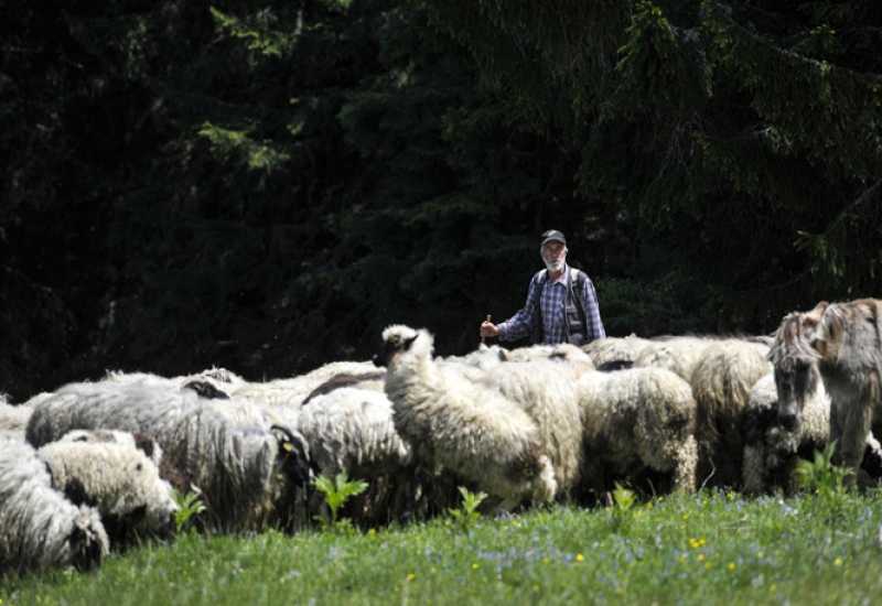 Pastiri jesu traženi, ali plaća od 1.200 KM je mit 