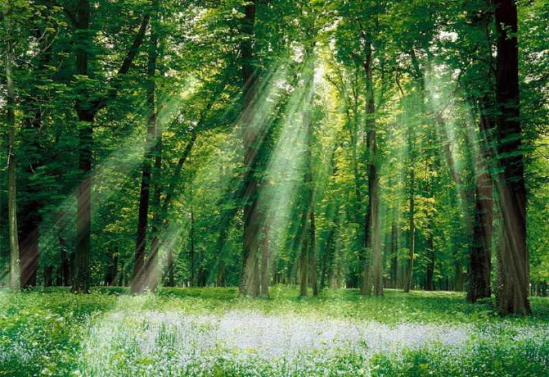 Ekolozi traže da se zaštiti šumsko bogatstvo BiH 