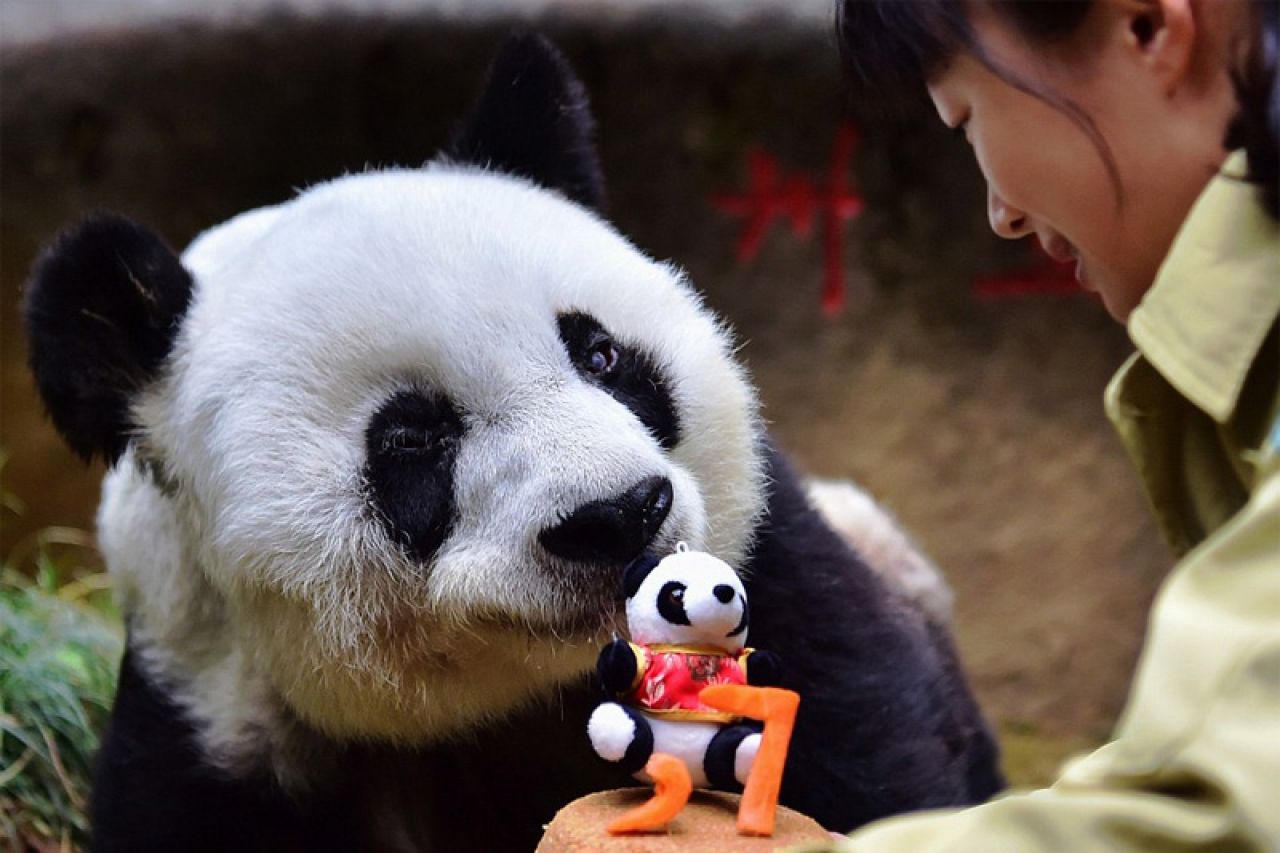 Большая панда сколько живут. Большая Панда в Китае. Большая Панда большие панды. Старая Панда фото. Родина панды.