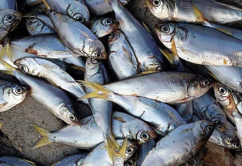 Vlasnik stolačke tvrtke za preradu ribe tužit će BiH sudu u Strassbourgu