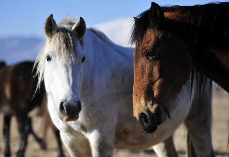 Izraelci nude pomoć u kontroli livanjskih divljih konja 