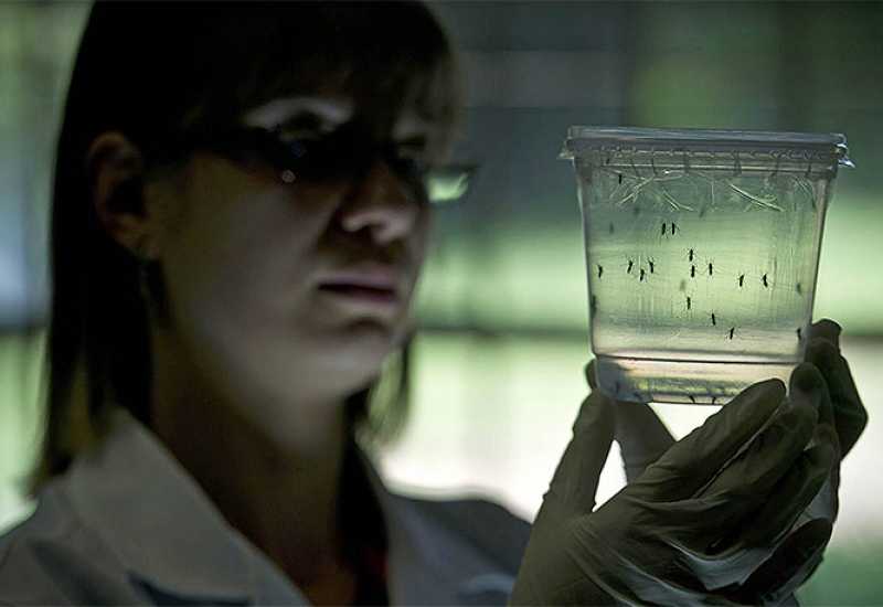  - Znanstvenici razvijaju lijek za kontrolu rađanja komaraca