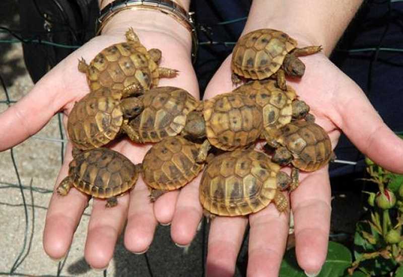 Zatvorena najveća ilegalna farma kornjača u Europi