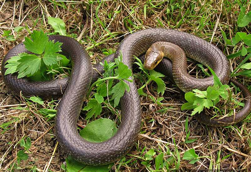 U Hercegovini se pojavile prve zmije