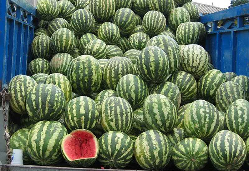 Čapljina: Izvoz više od milijun presadnica lubenice ovisi o stanju sa koronavirusom