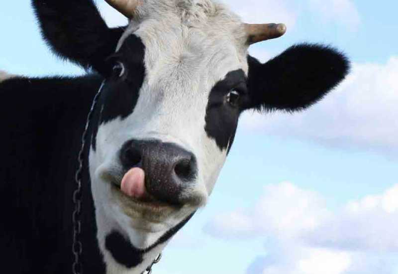 Krava prekršila EU zakone: Bez papira prešla u Srbiju