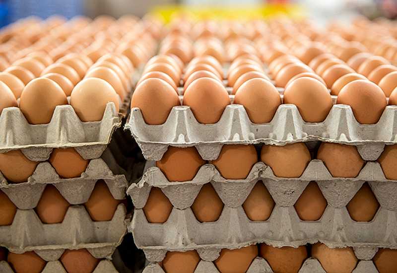 Proizvodnja i izvoz jaja u porastu