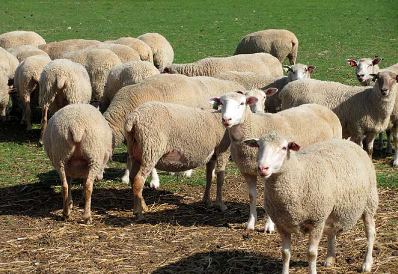 Livanjskih ovčara sve je manje