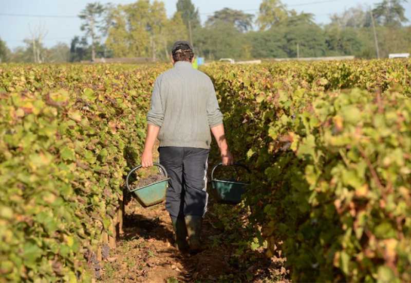 Preporuke za vinogradare u HNŽ-u