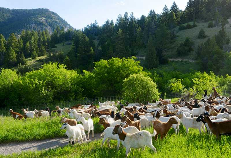 Ilustracija - Sve veći broj kozara u Hercegbosanskoj županiji