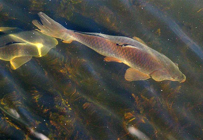 Zagadili smo još jedno jezero: Riba prepuna teških metala, opasna za ljude 