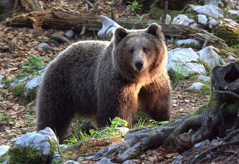 Medvjedi haraju Hercegovinom: Lome košnice i jedu i med
