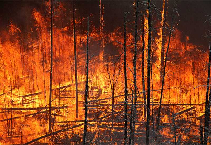Hercegobsanske šume -  Požari usporili eksploataciju šume 