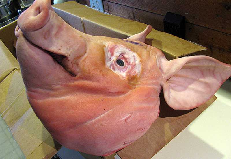  - Srbija zbog afričke kuge zabranila uvoz svinja iz Mađarske