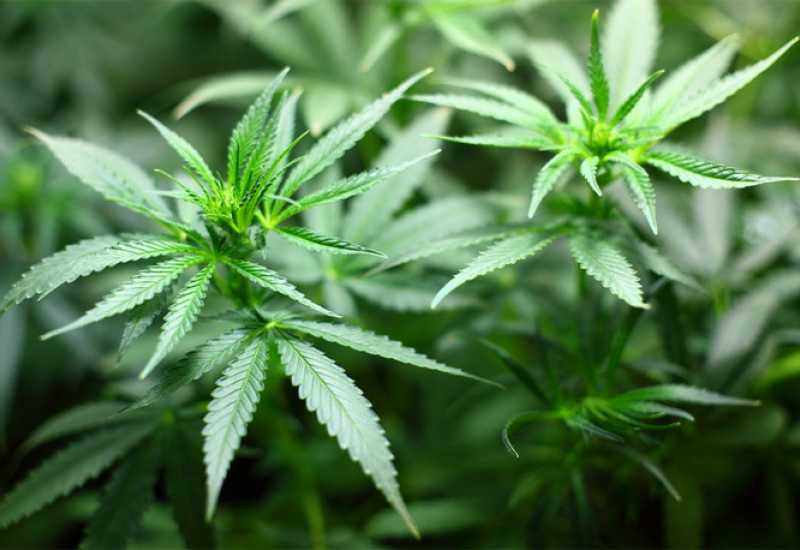  - Podignuta optužnica protiv Gruđana zbog uzgajanja marihuane