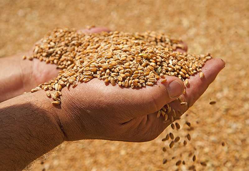 Pšenicom zasijano 45.000 hektara, očekuje se prosječni prinos od 4,5 tona