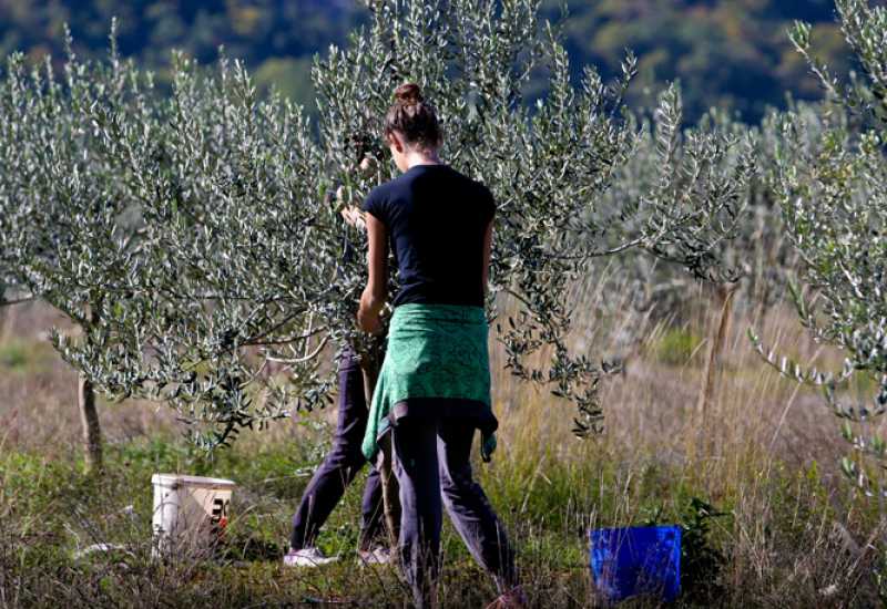Zbog nedostatka berača u Hercegovini propadaju tone maslina