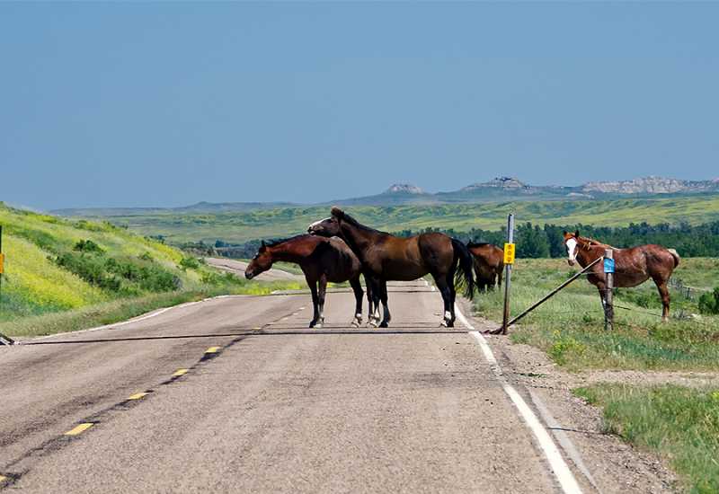 Divlji konji na magistralnoj cesti Livno-Šuica