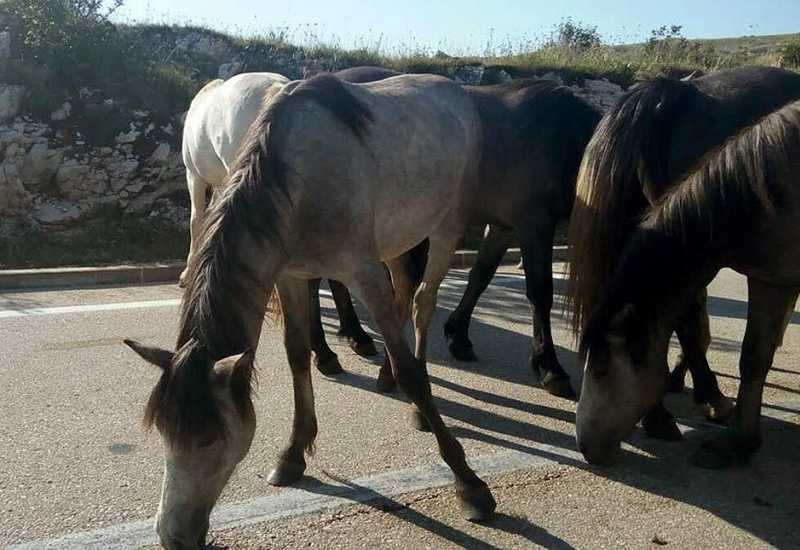 Na cesti Livno - Šujica učestali izlasci divljih konja na kolnik