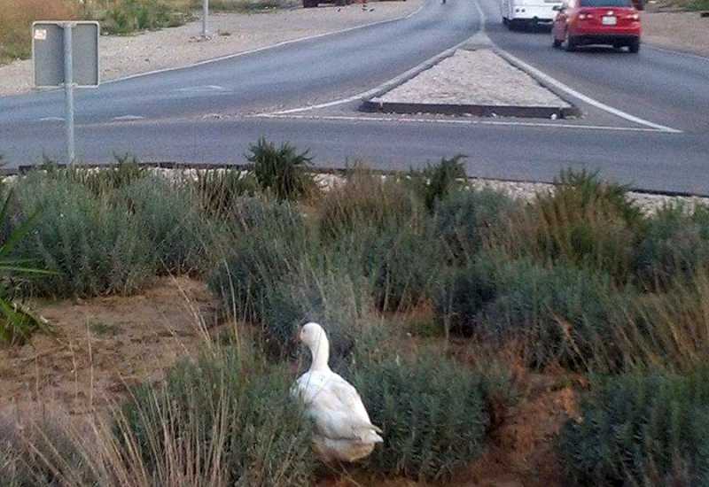 Rodoč: Izgubljeni gusan traži vlasnika