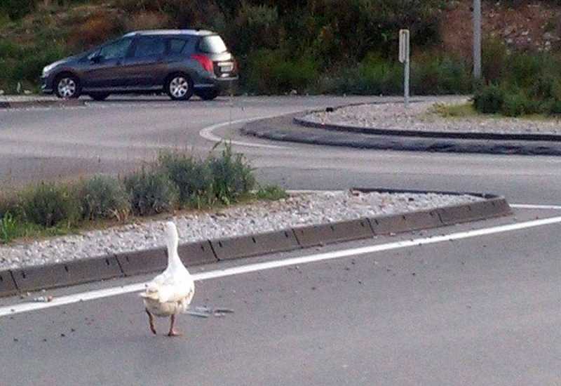 Rodoč: Izgubljeni gusan traži vlasnika