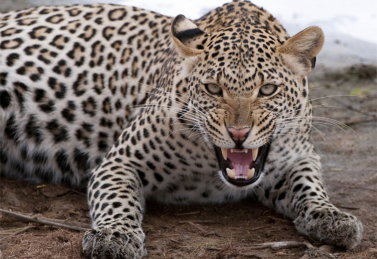 Dangerous wild animals. Леопард 2а7. Синайский леопард. Южноаравийский леопард. Белый Ягуар животное.
