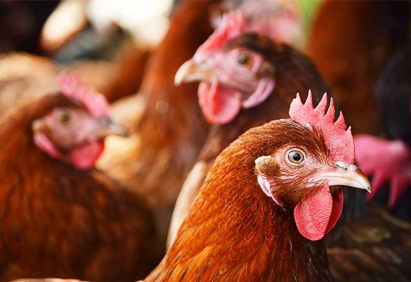 Preliminarni izvještaj inspekcije EU za izvoz mesa peradi pozitivan - Veliki rat oko jaja