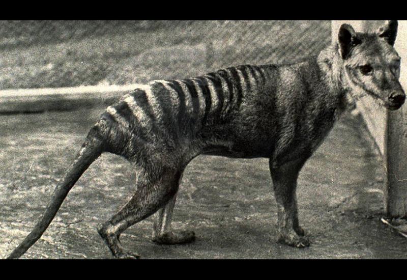  Tasmanski tigar izumro zbog suše