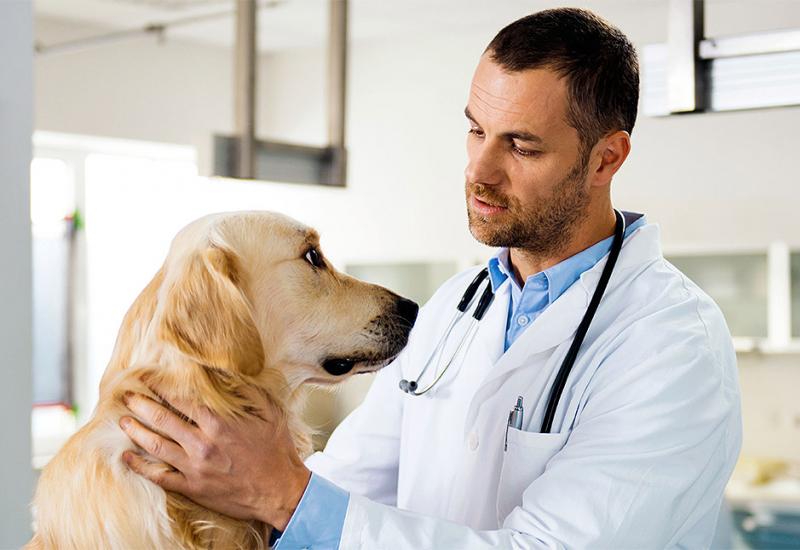 Vlada FBiH utvrdila Prijedlog zakona o veterinarsko-medicinskim proizvodima
