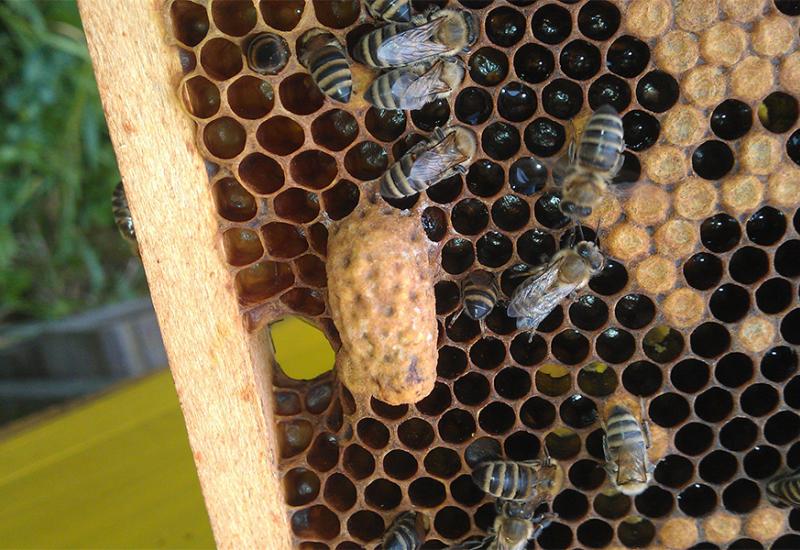  U Livnu održano edukativno predavanje za pčelare i poljoprivrednike