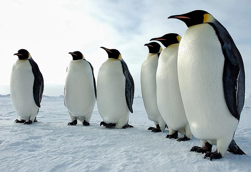Tisuće pingvina uginule od gladi na Antarktici