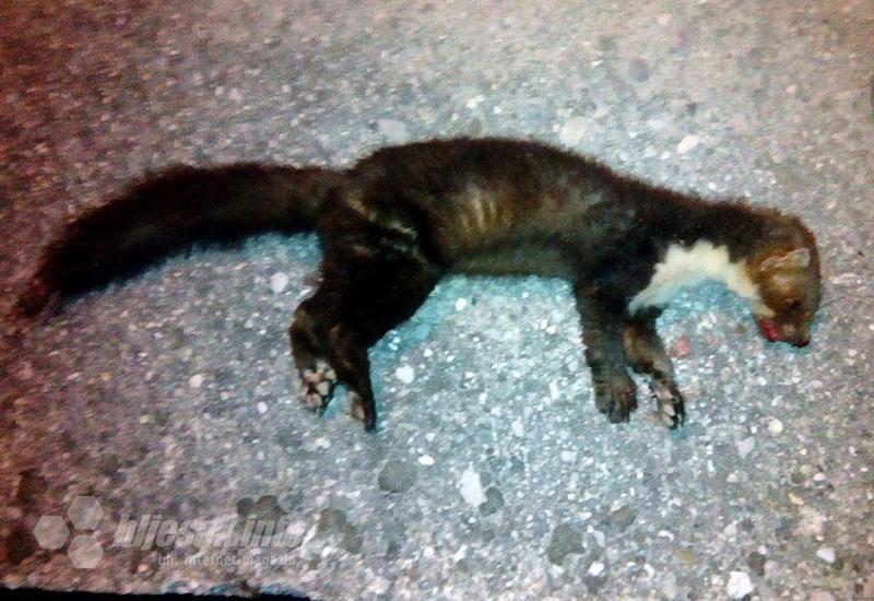 Mitska hercegovačka životinja ubijena u Mostaru