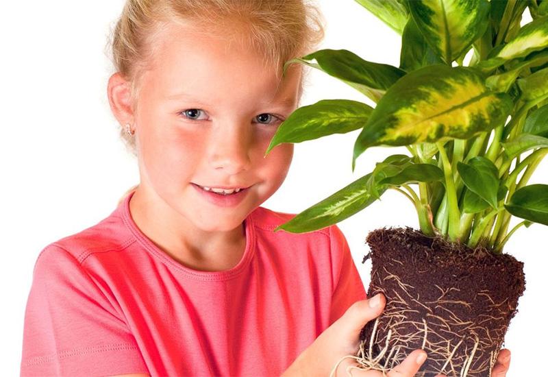 Kućne biljke koje trebate držati podalje od djece