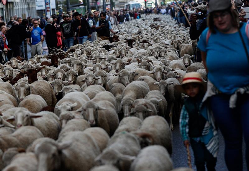 Ovce i koze blokirale su ulice u centru Madrida - Ovce i koze okupirale središte grada
