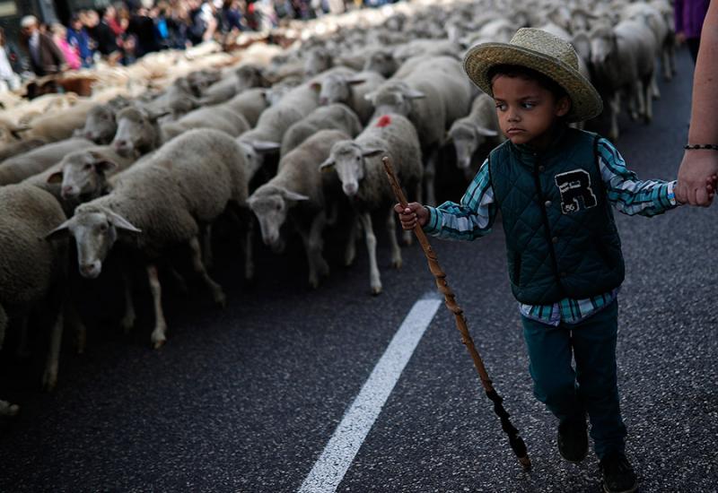 Najmlađi pastir - Ovce i koze okupirale središte grada