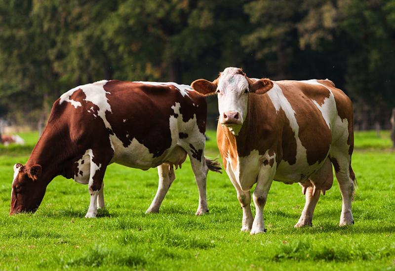 Uzgojene krave koje će ispuštati manje metana