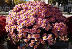 Cijene cvijeća za Dušni dan u Čapljini iste kao prošlih godina