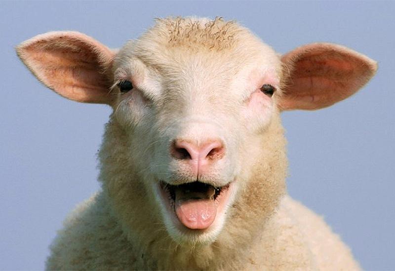 Ovce mogu prepoznati lica